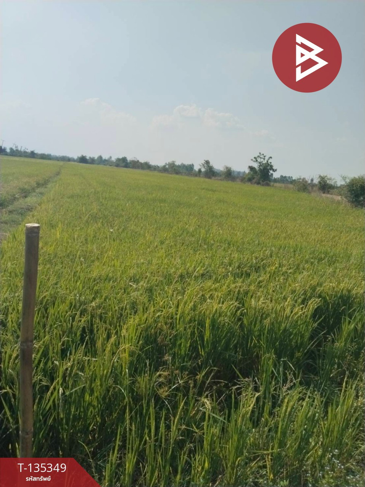 ขายที่ดิน เนื้อที่ 150 ตารางวา ต.เขาคีริส อ.พรานกระต่าย จ.กำแพงเพชร