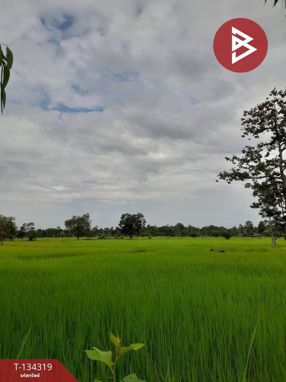 ขายที่ดินเปล่า เนื้อที่ 8 ไร่ 98.6 ตร.วา บุ่ง อำนาจเจริญ