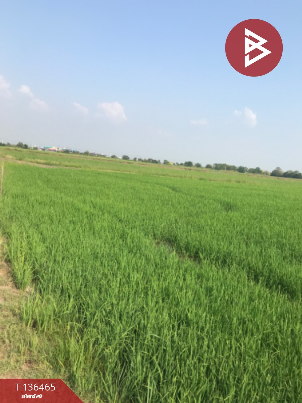 ขายที่ดิน เนื้อที่ 16 ไร่ 3 งาน 4.0 ตารางวา ต.ปากกราน พระนครศรีอยุธยา พื้นที่กว้าง