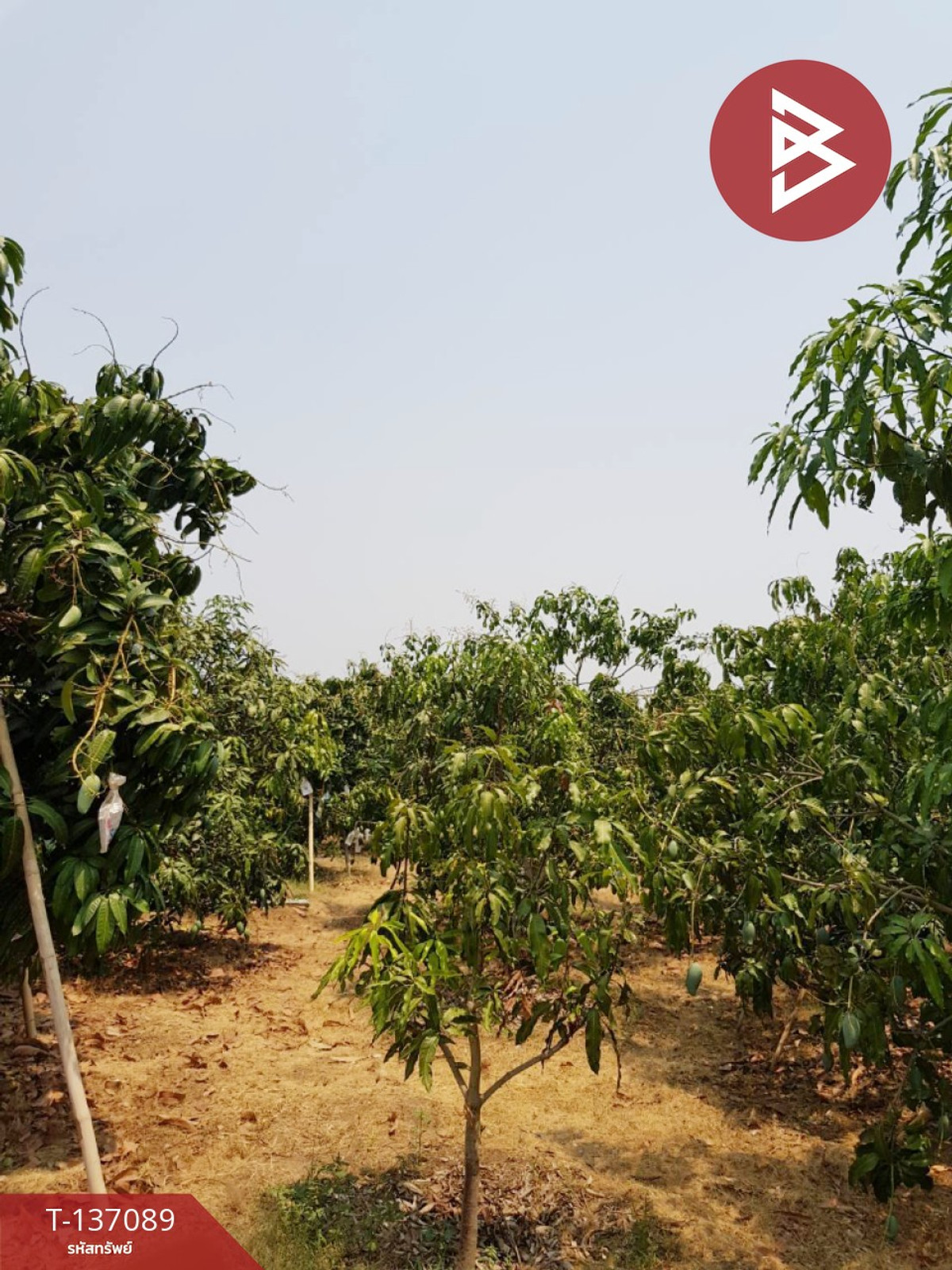 ขายที่ดิน เนื้อที่ 3 ไร่ 3 งาน 74.6 ตารางวา บ้านโฮ่ง ลำพูน