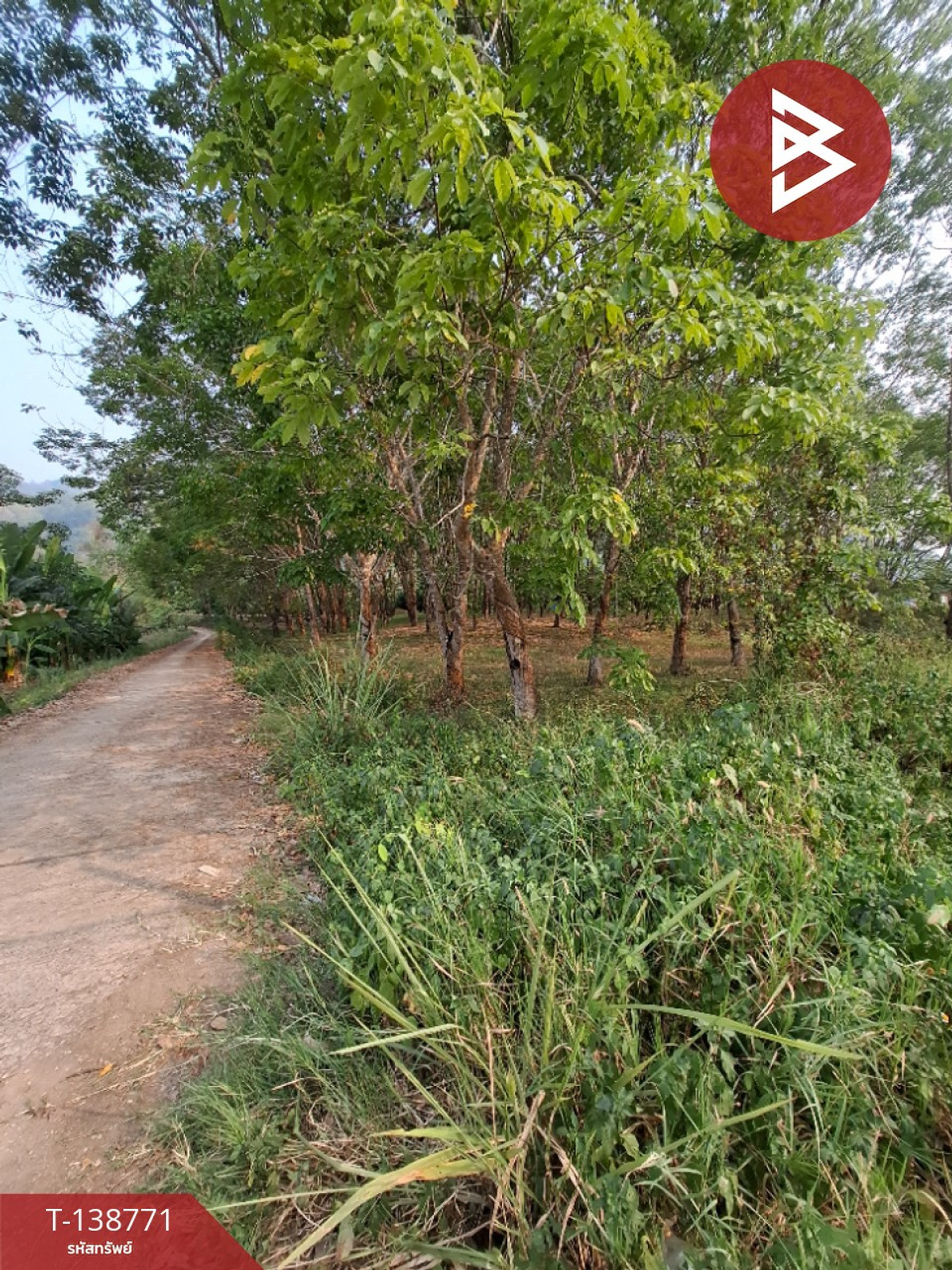 ขายที่ดินสวนยาง เนื้อที่ 3 ไร่ 1 งาน 60 ตร.วา ขุนตาล เชียงราย ทำเลดีติดถนน