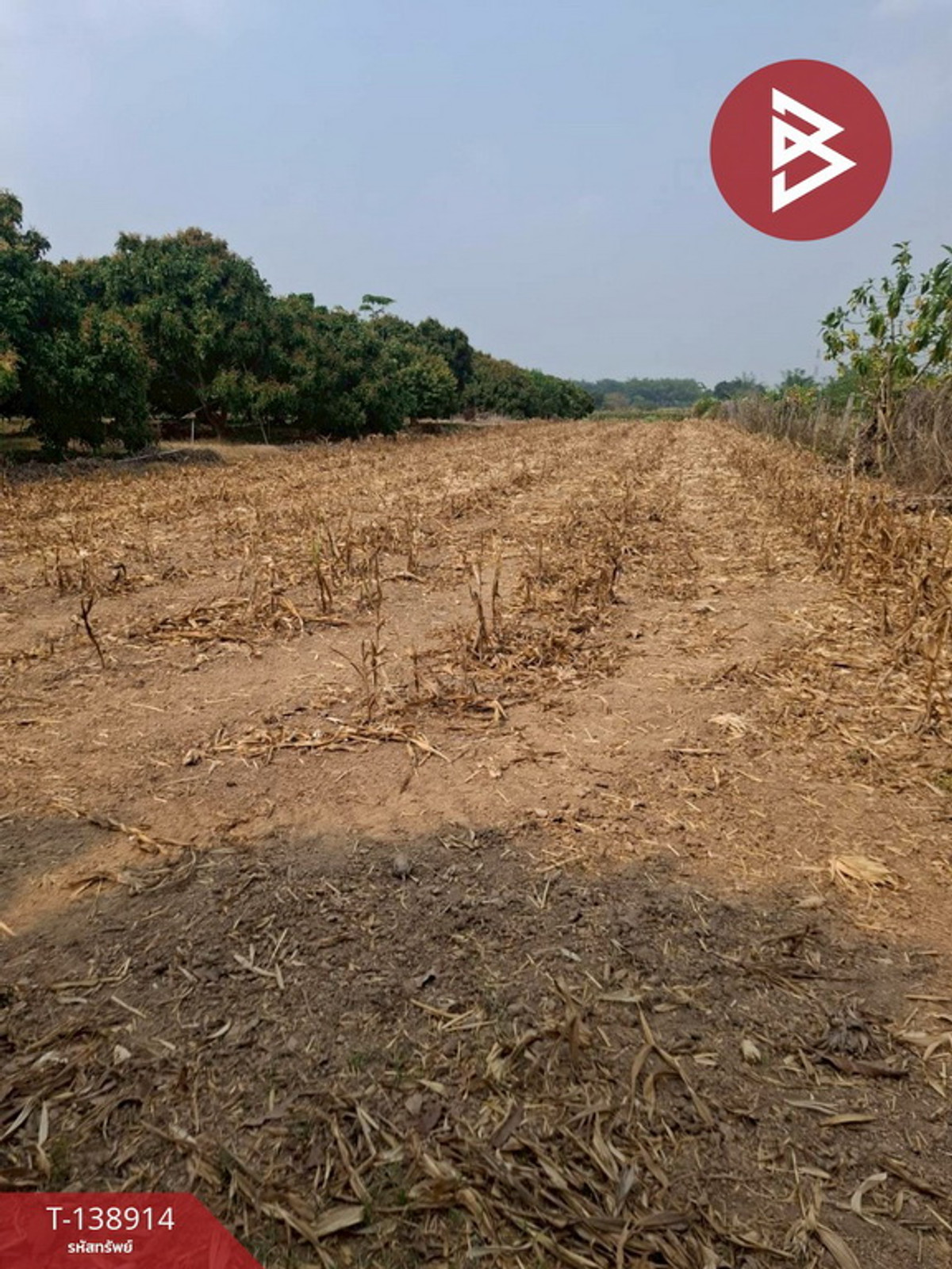 ขายที่ดิน เนื้อที่ 1 ไร่ เทิง เชียงราย