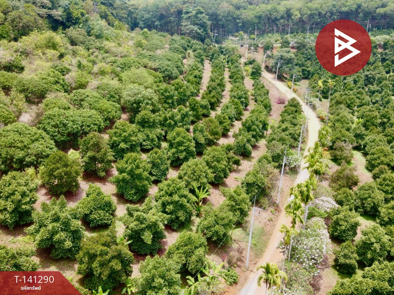ขายที่ดิน เนื้อที่ 98 ไร่ 2 งาน 62.3 ตร.วา สวนลไม้ผสม ตกพรม เมือง จันทบุรี