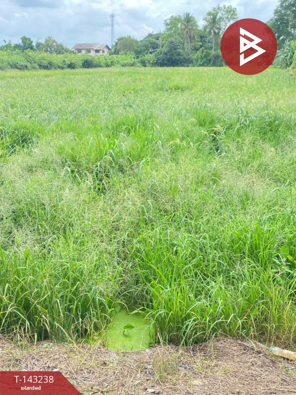 ขายที่ดิน เนื้อที่ 4 ไร่ 92 ตร.วา ท่าโพธิ์ พิษณุโลก