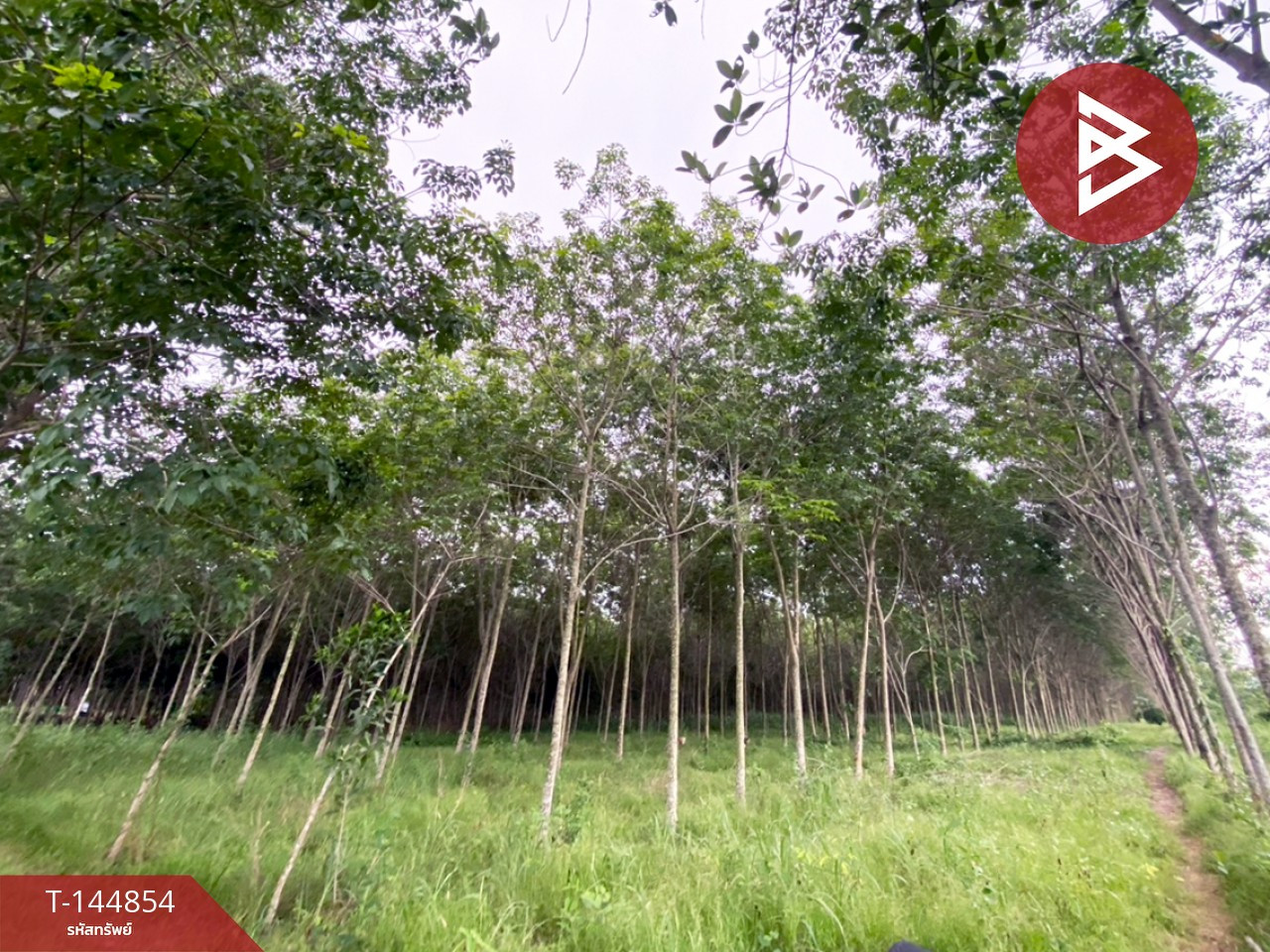 ขายที่ดิน เนื้อที่ 6 ไร่ 1 งาน 83.2 ตร.วา บ้านค่าย ระยอง