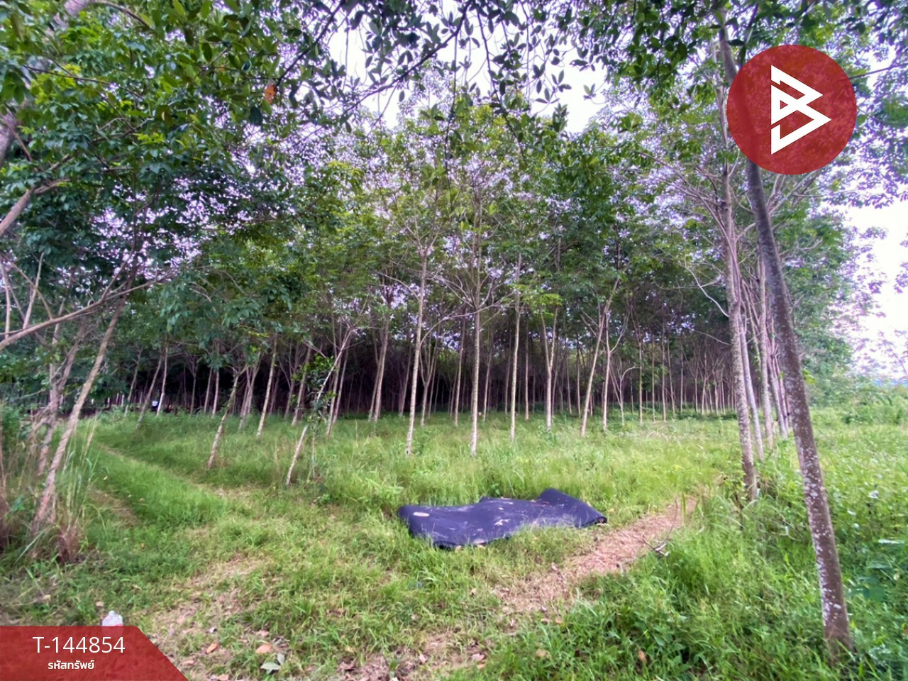 ขายที่ดิน เนื้อที่ 6 ไร่ 1 งาน 83.2 ตร.วา บ้านค่าย ระยอง