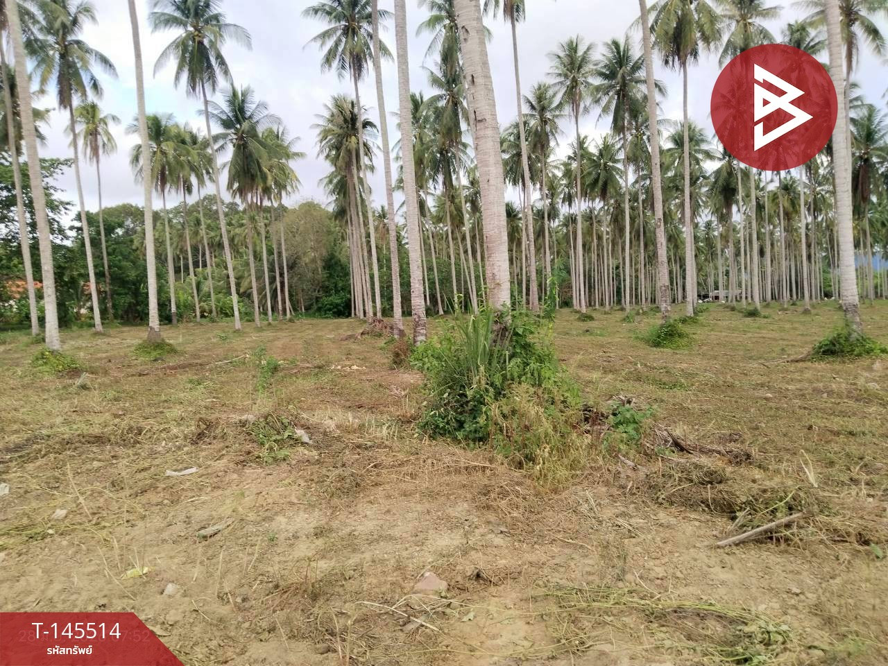 ขายที่ดิน เนื้อที่ 28 ไร่ 2 งาน 6 ตร.วา บางสะพาน ประจวบคีรีขันธ์
