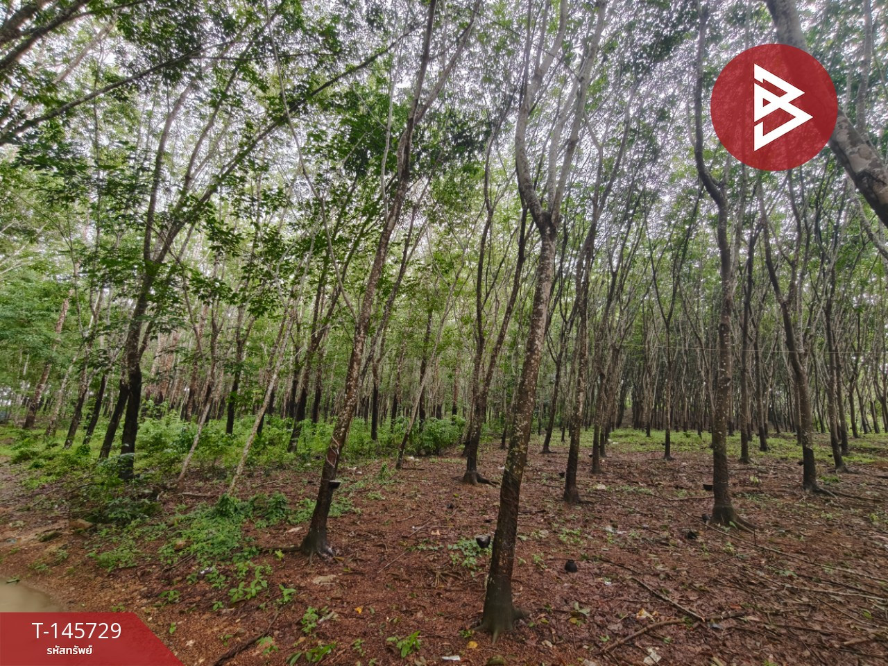 ขายที่ดิน เนื้อที่ 56 ไร่ 3 งาน 55.6 ตร.วา เขาสมิง ตราด