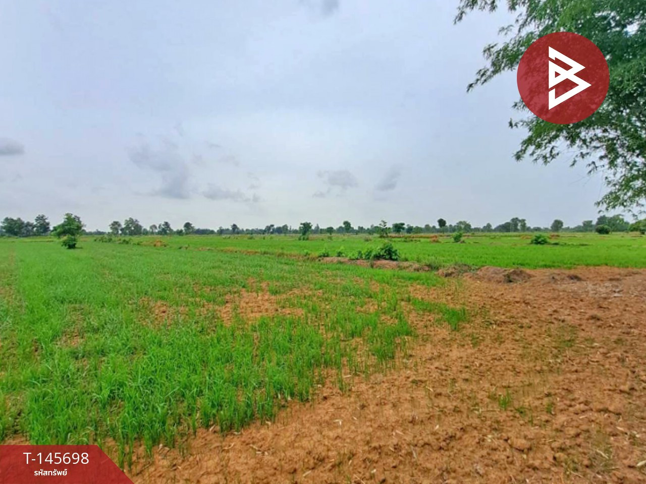 ขายที่ดิน เนื้อที่ 76 ไร่ 1 งาน 97 ตร.วา ทับคล้อ พิจิตร