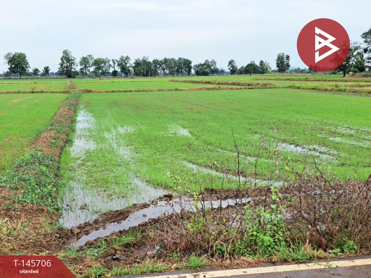 ขายที่ดิน เนื้อที่ 5 ไร่ 1 งาน 4 ตร.วา เนินมะปราง พิษณุโลก