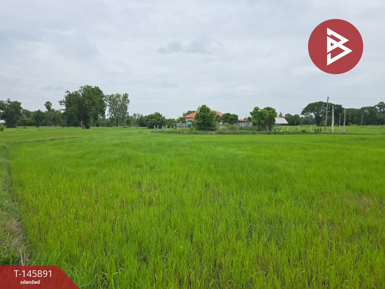 ขายที่ดิน เนื้อที่ 1 ไร่ 2 งาน 94 ตร.วา ต.โพธิ์ อ.เมืองศรีสะเกษ จ.ศรีสะเกษ