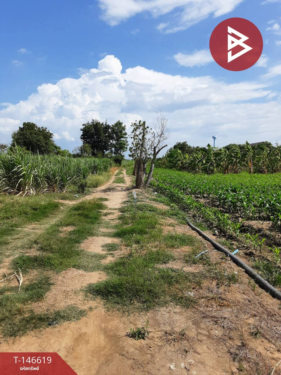 ขายที่ดิน เนื้อที่ 5 ไร่ 2 งาน ท่ามะกา กาญจนบุรี