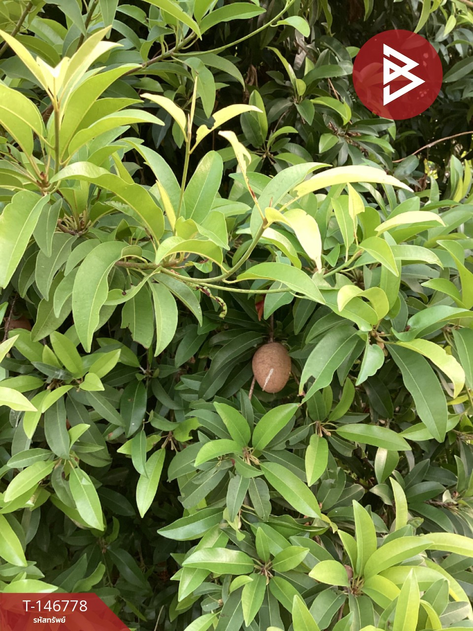 ขายด่วนที่ดิน เนื้อที่ 4 ไร่ นายาว พระพุทธบาท สระบุรี