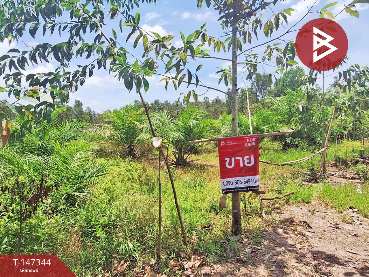 ขายที่ดิน 1 ไร่ 3.1 ตร.วา ปากพูน นครศรีธรรมราช