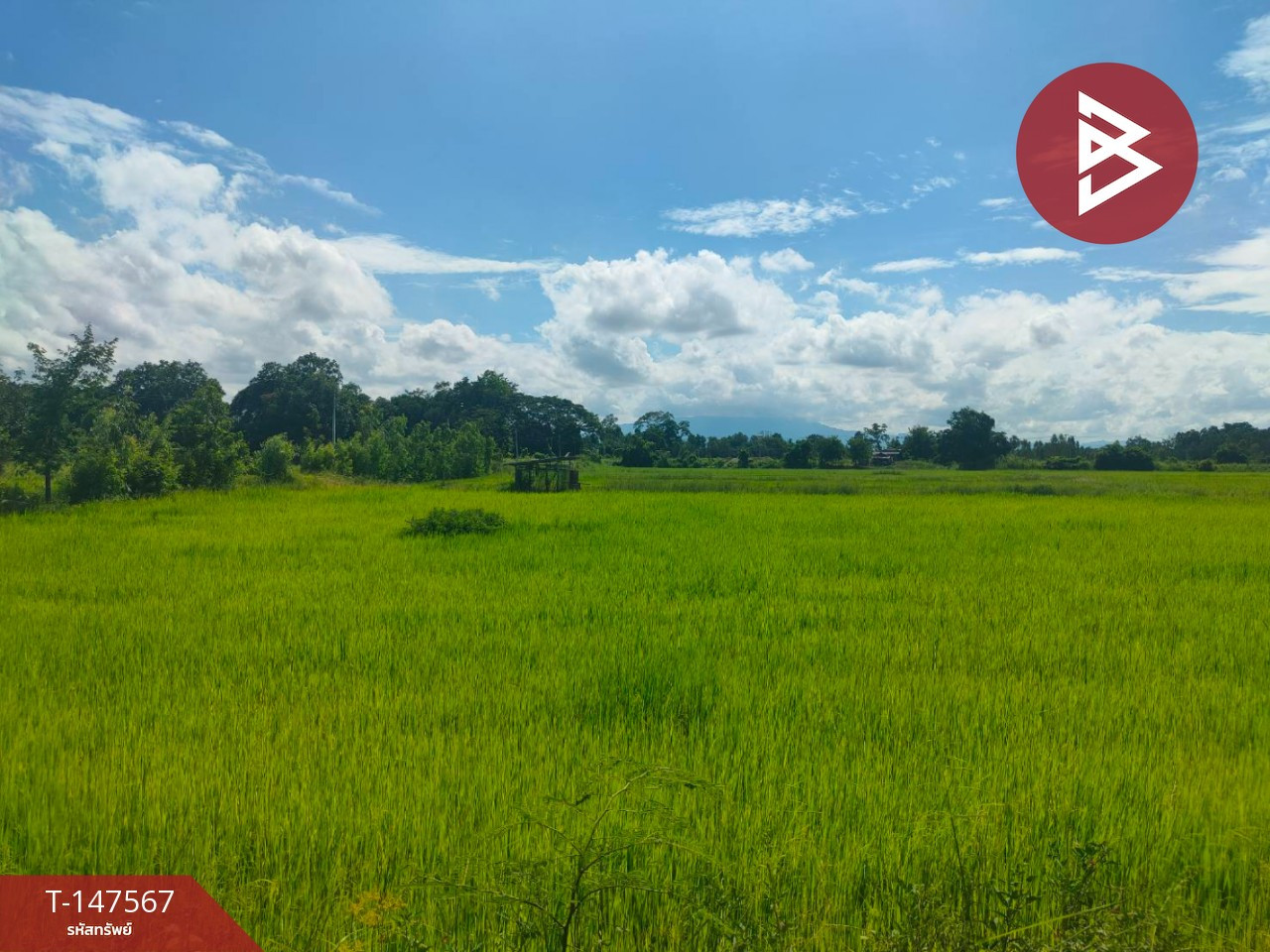 ขายที่ดิน เนื้อที่ 44 ไร่ 2 งาน 37 ตร.วา กงไกรลาศ สุโขทัย