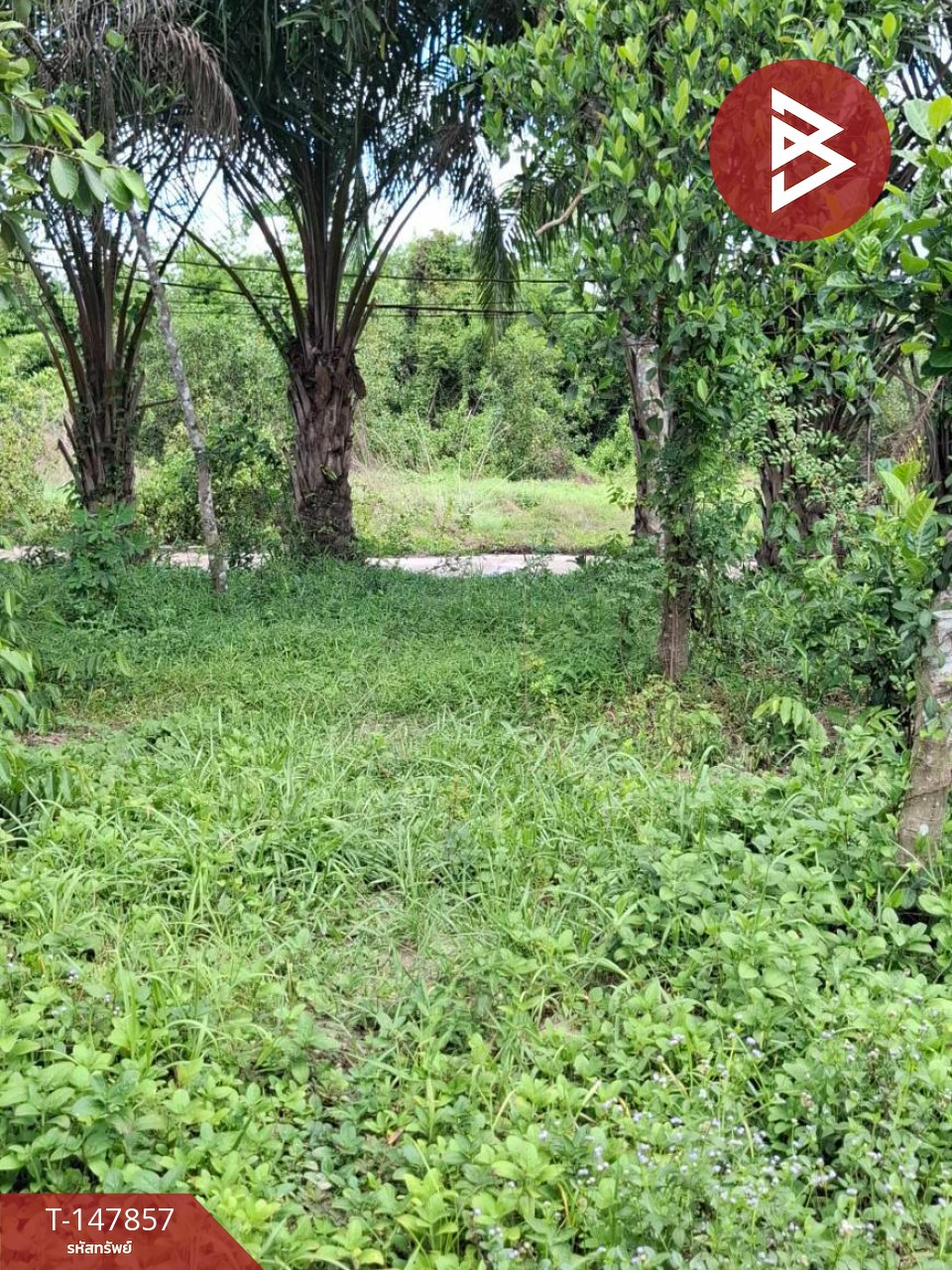ขายที่ดิน เนื้อที่ 1 ไร่ 3 งาน ต.บ้านพระ เมืองปราจีนบุรี