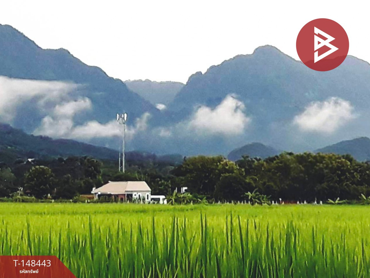 ขายที่ดิน เนื้อที่ 1 ไร่ แม่สาย เชียงราย