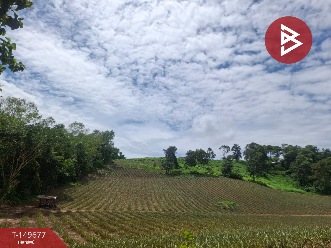ขายที่ดิน เนื้อที่ 24 ไร่ 2 งาน 84 ตร.วา เวียงเชียงรุ้ง เชียงราย