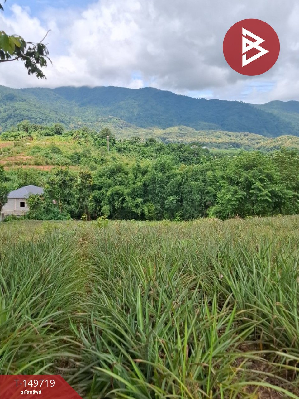 ขายที่ดิน เนื้อที่ 5 ไร่ ท่าสุด เชียงราย