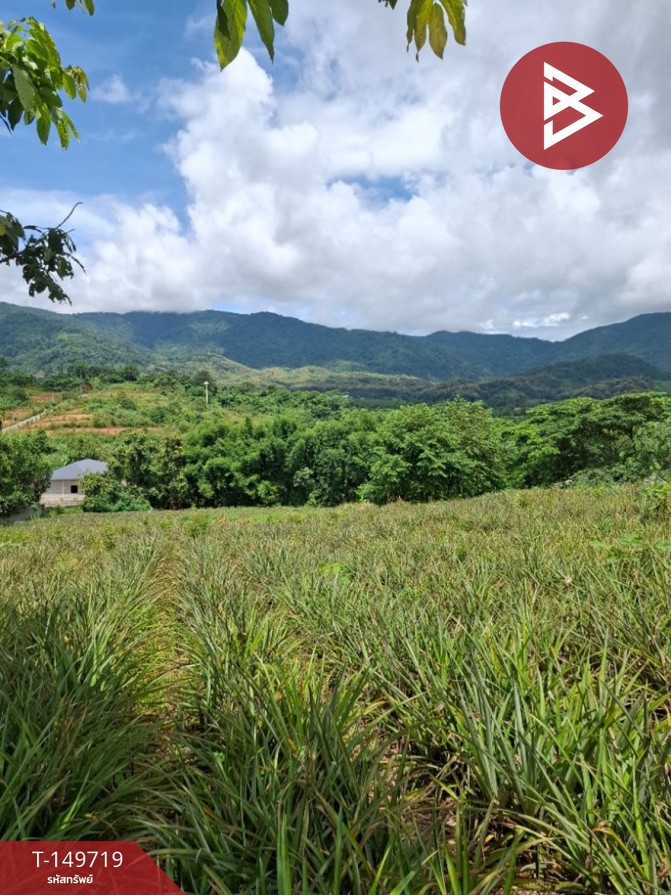 ขายที่ดิน เนื้อที่ 5 ไร่ ท่าสุด เชียงราย