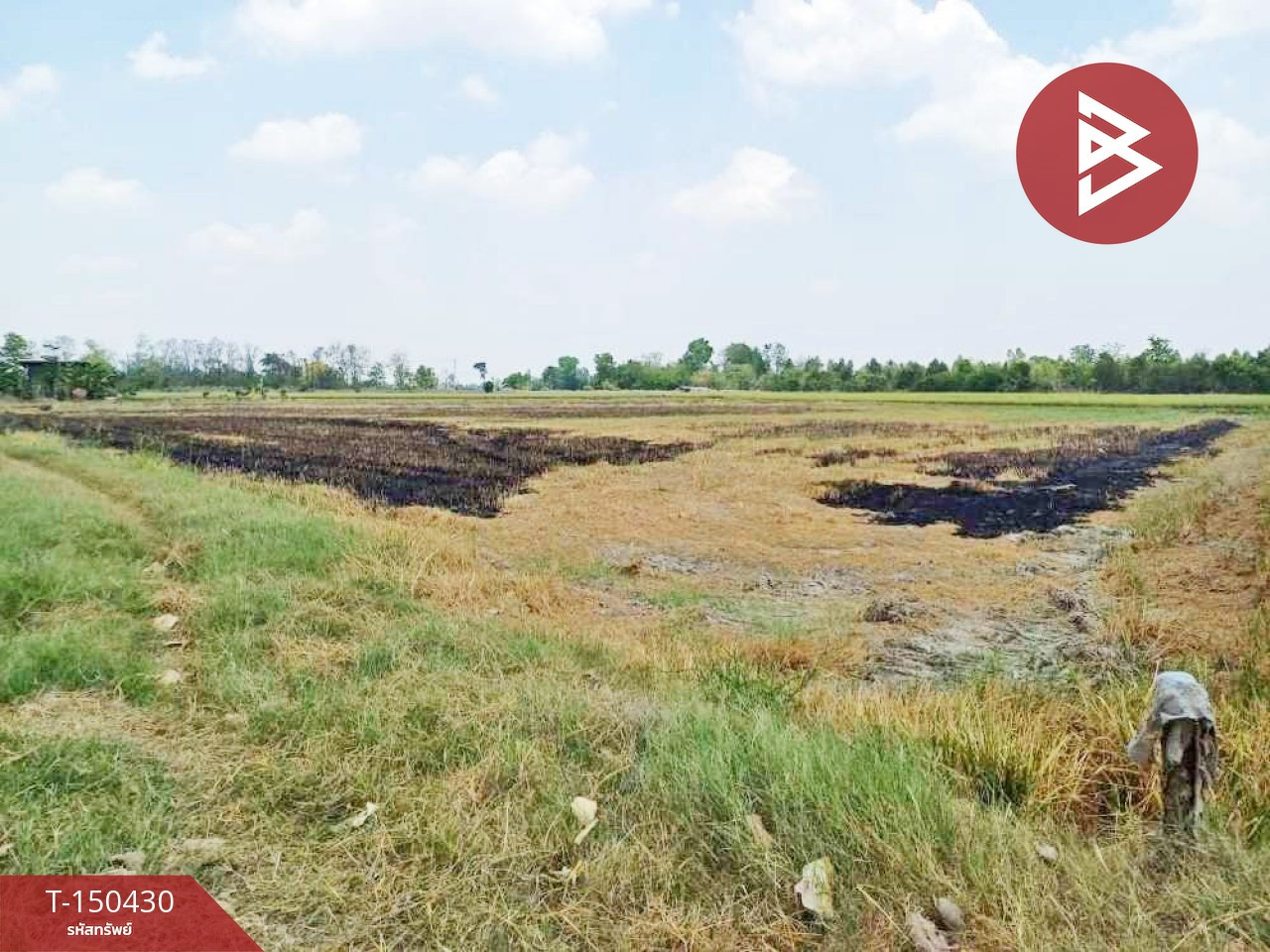 ขายที่ดิน เนื้อที่ 29 ไร่ 91 ตร.วา ดงเจริญ พิจิตร