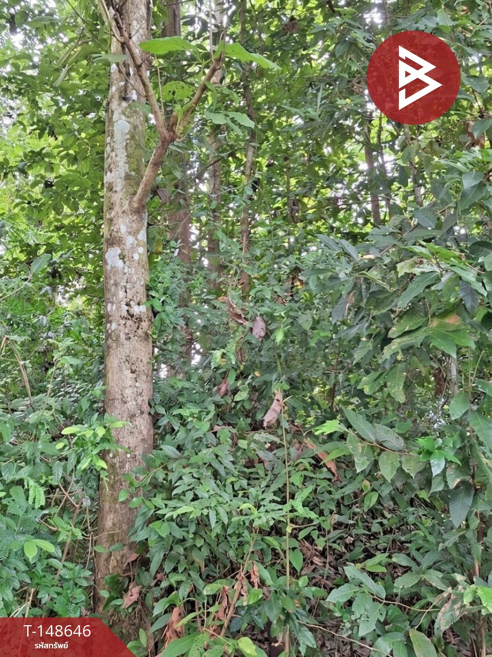 ขายที่ดิน เนื้อที่ 3 งาน 60.5 ตร.วา ปากพลี นครนายก