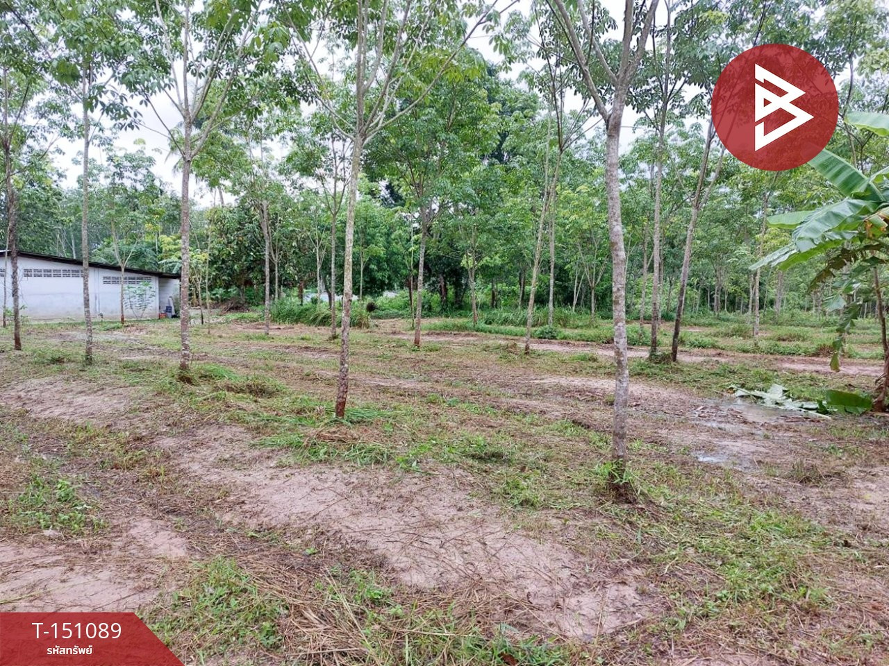 ขายที่ดิน เนื้อที่ 10 ไร่ 3 งาน 8 ตร.วา ทุ่งสง นครศรีธรรมราช