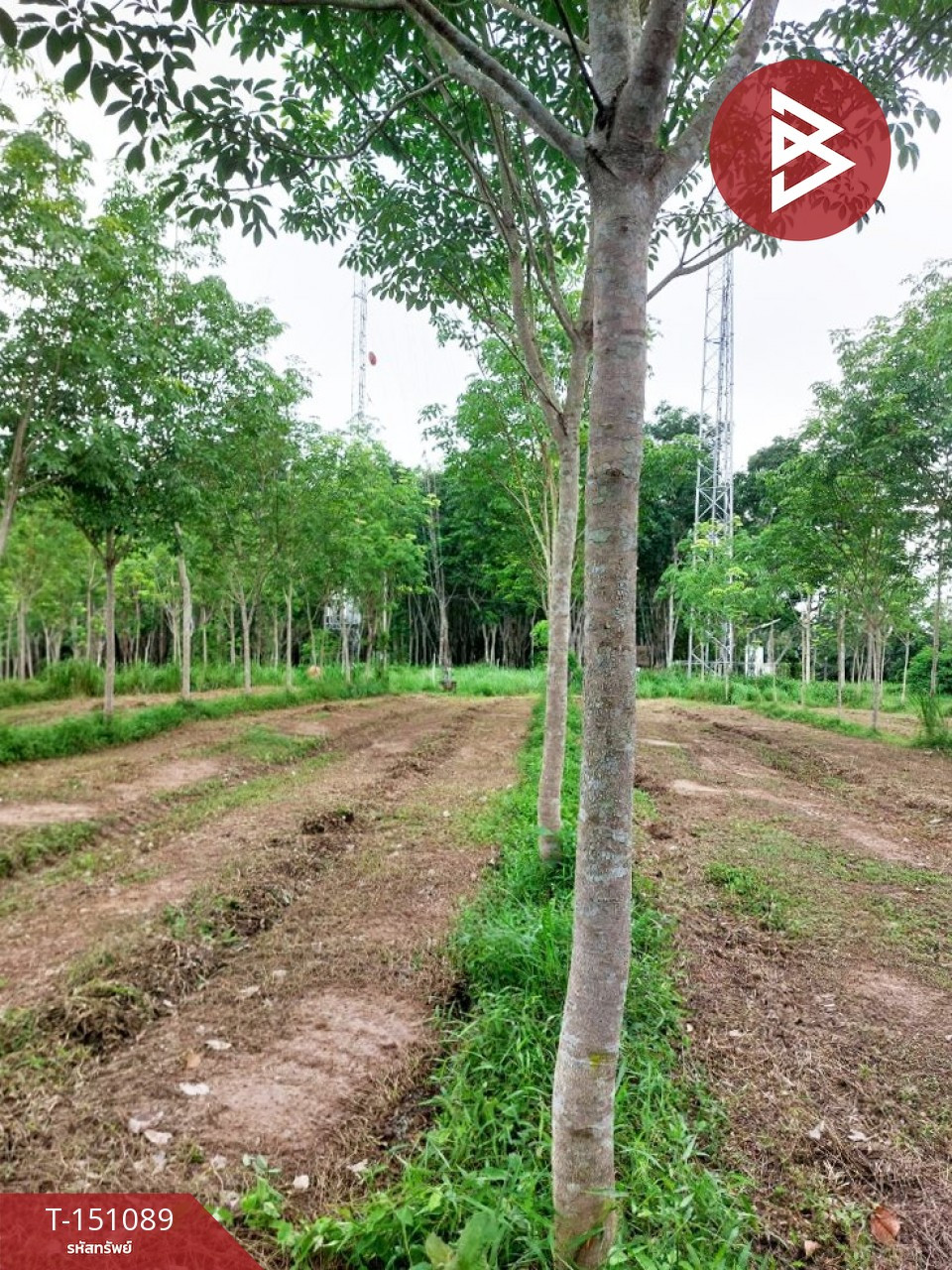 ขายที่ดิน เนื้อที่ 10 ไร่ 3 งาน 8 ตร.วา ทุ่งสง นครศรีธรรมราช