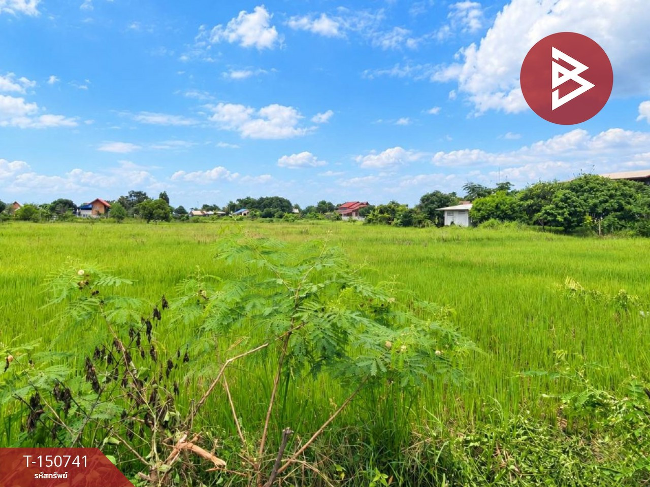 ขายที่ดิน เนื้อที่ 3 ไร่ 1 งาน 33.7 ตร.วา ธาตุพนม นครพนม