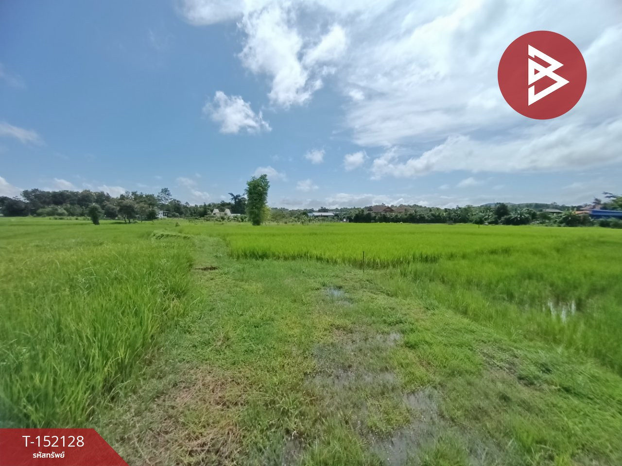 ขายที่ดิน เนื้อที่ 3 งานไชยสถาน น่าน
