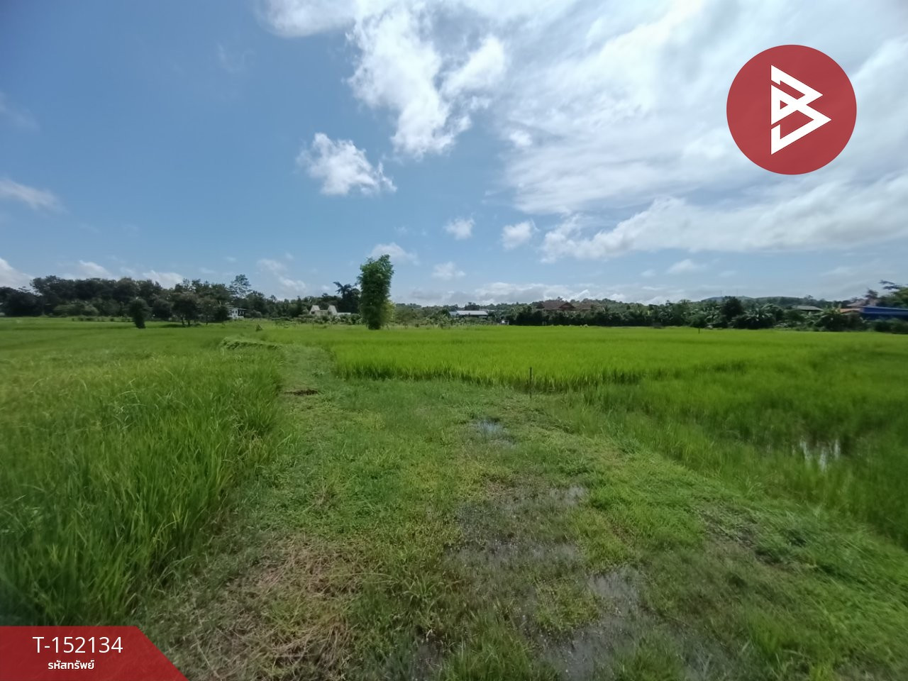 ขายที่ดิน เนื้อที่ 2 งาน 88 ตร.วา ไชยสถาน น่าน