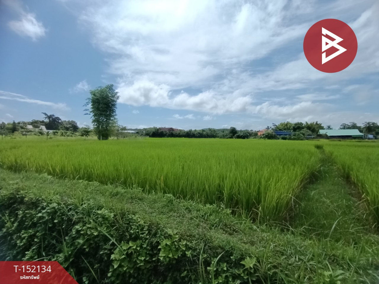 ขายที่ดิน เนื้อที่ 2 งาน 88 ตร.วา ไชยสถาน น่าน