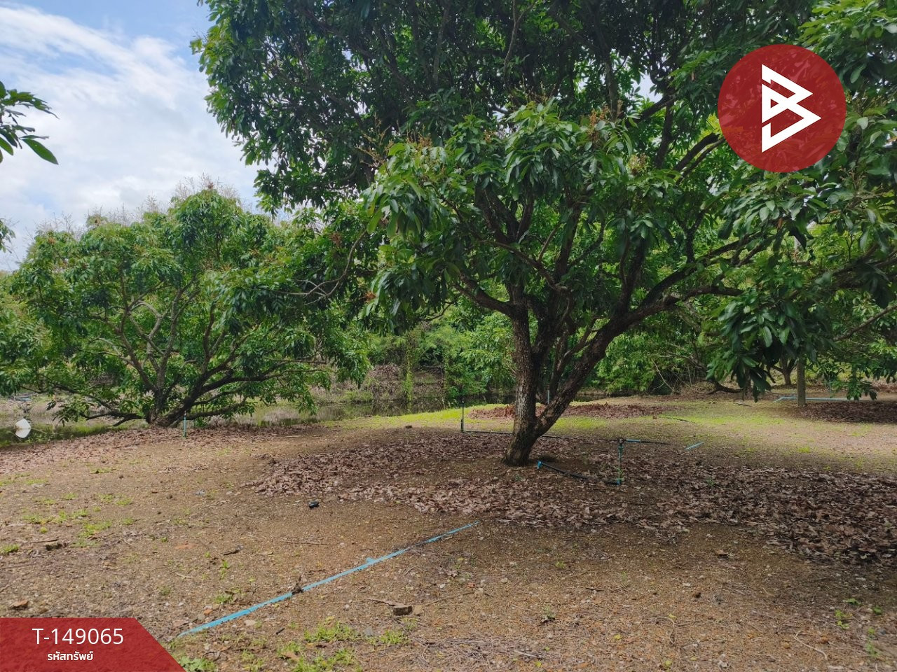 ขายที่ดินสวนลำไยพร้อมบ้านไม้สไตล์รีสอร์ท เนื้อที่ 3 ไร่ 21 ตร.วา จันทบุรี ทำเลดี