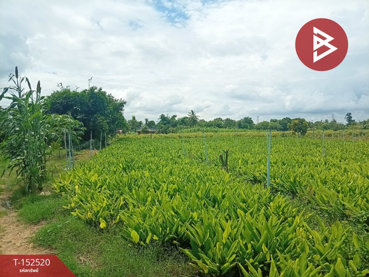 ขายที่ดิน เนื้อที่ 12 ไร่ 71 ตร.วา กำแพงแสน นครปฐม