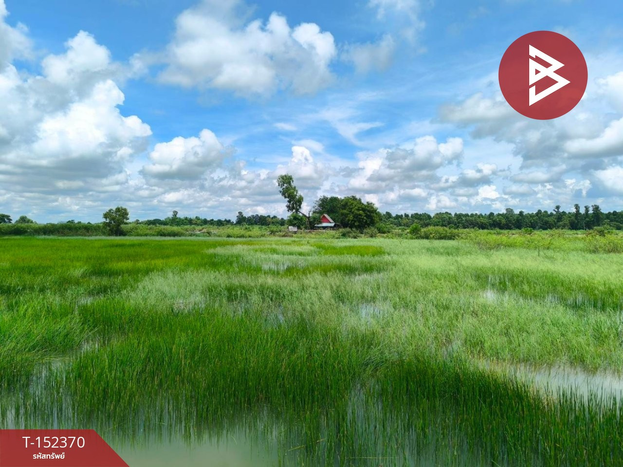 ขายที่ดิน เนื้อที่ 39 ไร่ 3 งาน 55 ตร.วา องครักษ์ นครนายก