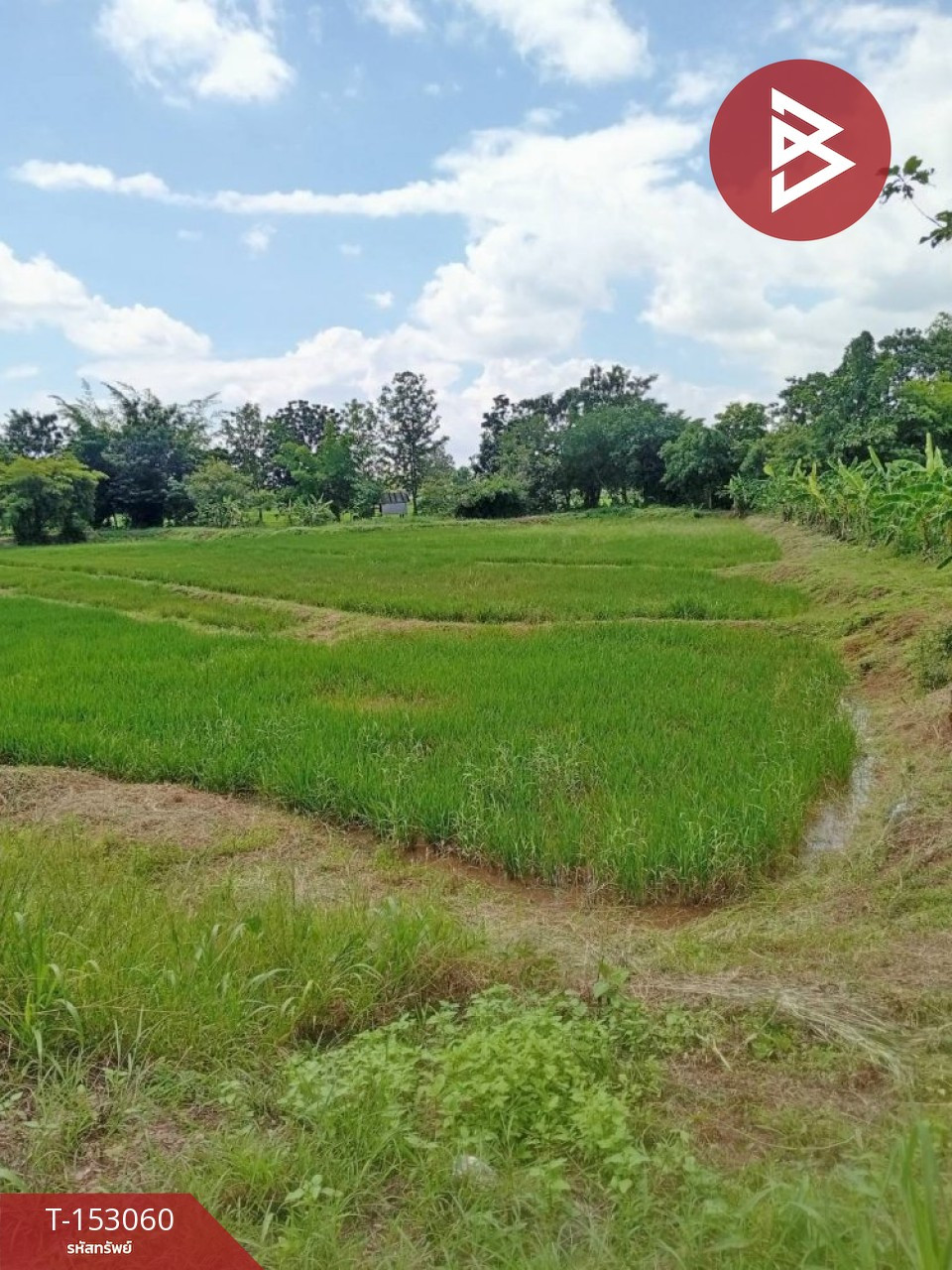 ขายที่ดิน เนื้อที่ 5 ไร่ 3 งาน 27.4 ตร.วา คอนสาร ชัยภูมิ