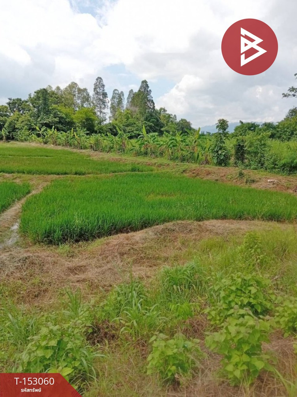 ขายที่ดิน เนื้อที่ 5 ไร่ 3 งาน 27.4 ตร.วา คอนสาร ชัยภูมิ