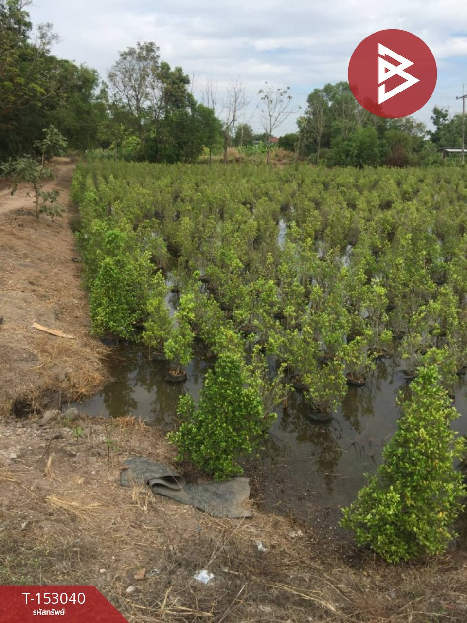 ขายที่ดิน เนื้อที่ 49 ไร่ 2 งาน 75 ตร.วา องครักษ์ นครนายก