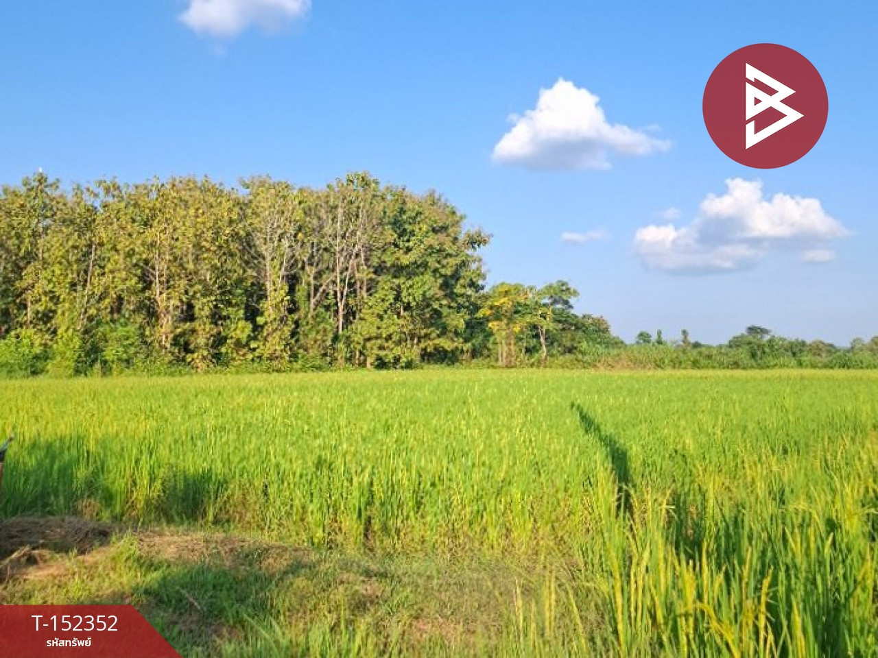 ขายที่ดินที่นา เนื้อที่ 6 ไร่ 78 ตร.วา พาน เชียงราย