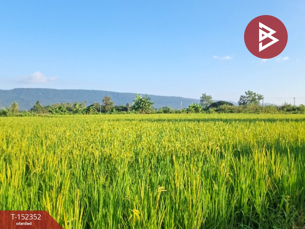 ขายที่ดินที่นา เนื้อที่ 6 ไร่ 78 ตร.วา พาน เชียงราย