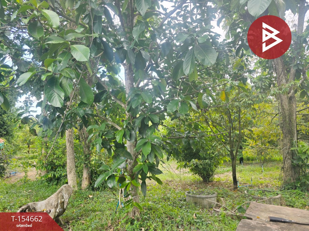 ขายที่ดินพร้อมสวน เนื้อที่ 6 ไร่ 3 งาน 2 ตร.วา หนองหญ้าปล้อง เพชรบุรี